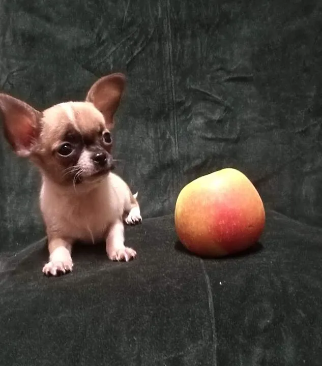 Chihuahua, sliczny maleńki, Małopolskie, Tarnów