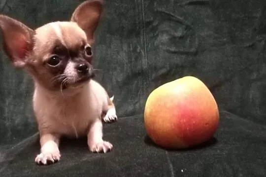Chihuahua, sliczny maleńki, Małopolskie, Tarnów