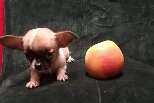 Chihuahua, sliczny maleńki, Małopolskie, Tarnów