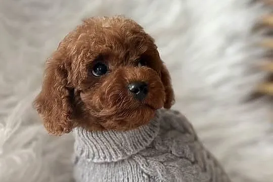 Pudel Toy red
