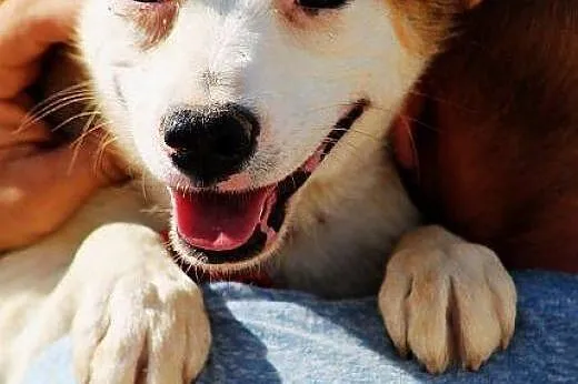 BIANKA - psia perełka do adopcji,  Kundelki cała Polska