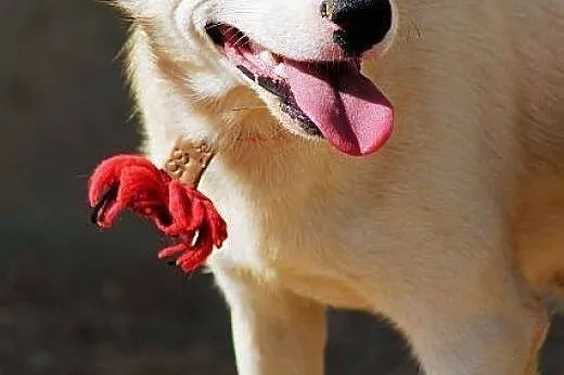 BIANKA - psia perełka do adopcji,  Kundelki cała P