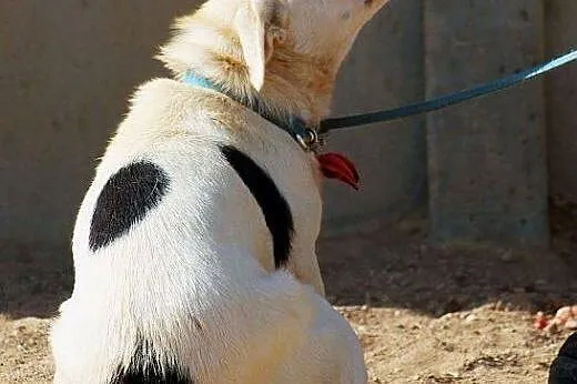 BIANKA - psia perełka do adopcji,  Kundelki cała P