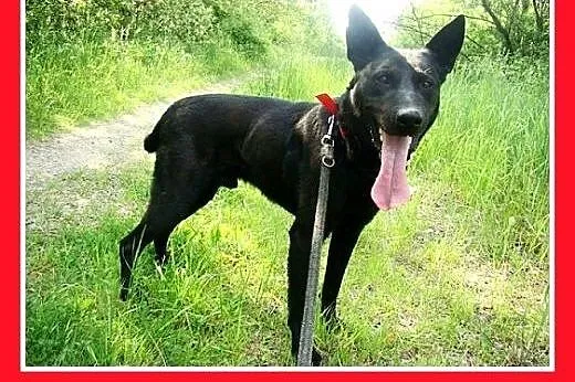 Owczarek belgijski mix,młody,duży,przyjazny,wesoły