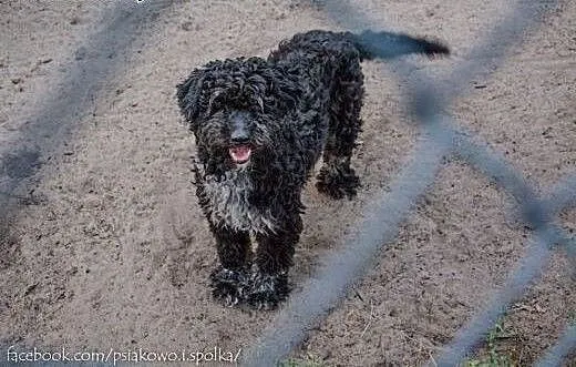 Ron, wesoły mix PUDELEK, młody i łagodny psiak ADO