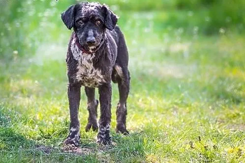 Ron, wesoły mix PUDELEK, młody i łagodny psiak ADO