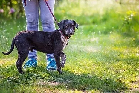 Ron, wesoły mix PUDELEK, młody i łagodny psiak ADO