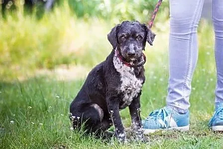 Ron, wesoły mix PUDELEK, młody i łagodny psiak ADO