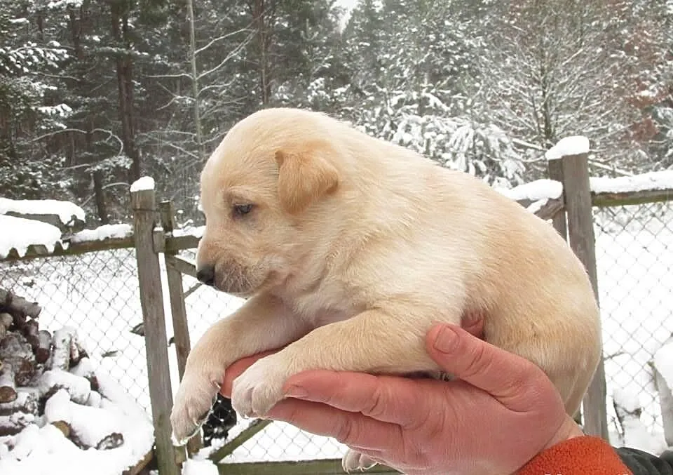 6 tygodniowe SZCZENIAKI po owczarku do adopcji, za