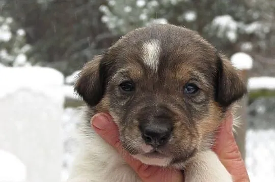 6 tygodniowe SZCZENIAKI po owczarku do adopcji, za