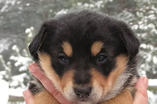 6 tygodniowe SZCZENIAKI po owczarku do adopcji, za