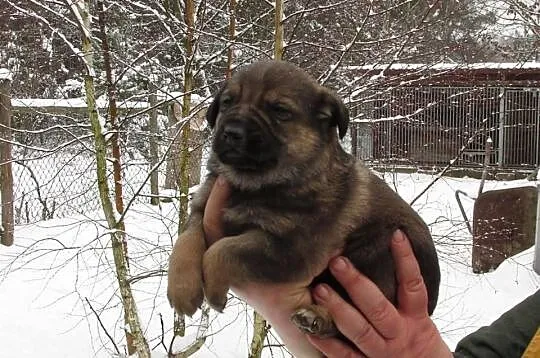 6 tygodniowe SZCZENIAKI po owczarku do adopcji, za