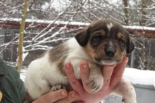 6 tygodniowe SZCZENIAKI po owczarku do adopcji, za