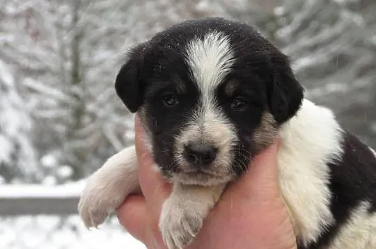 6 tygodniowe SZCZENIAKI po owczarku do adopcji, za