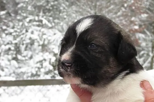 6 tygodniowe SZCZENIAKI po owczarku do adopcji, za