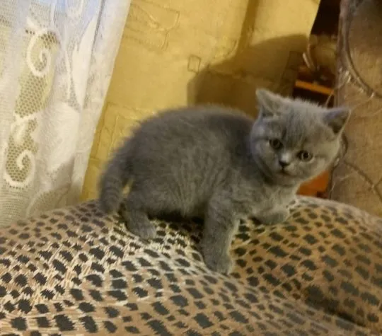Cudowny , wesoły kocurek z rodowodem szuka kochającego domku,, , Walim