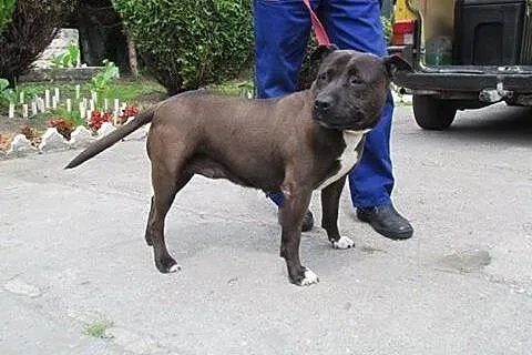 Tara - amstafka do adopcji,  dolnośląskie Wrocław
