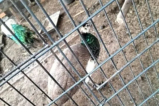 Sprzedam dwa pawie, Dolnośląskie, Żórawina