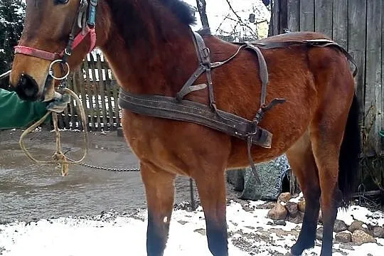 Sprzedam 1,5 roczną klaczkę! Okazja!