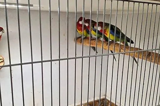 Papugi likwidacja hodowli, Lubelskie, Zamość