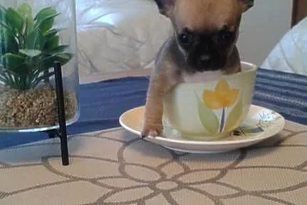 CHIHUAHUA - mini suczka, Opolskie, Opole