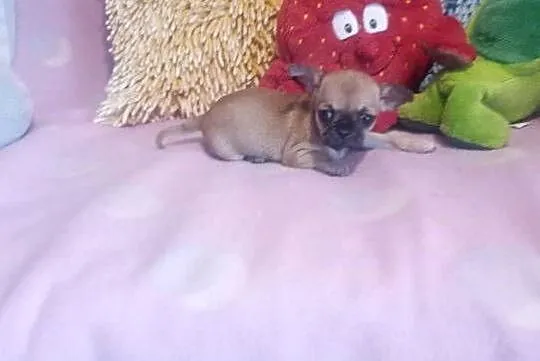 CHIHUAHUA - mini suczka, Opolskie, Opole