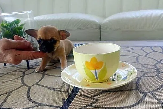 CHIHUAHUA - mini suczka, Opolskie, Opole