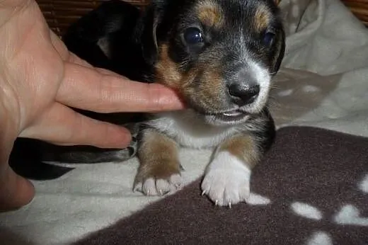 Szczeniaki do adopcji,  lubuskie Świebodzin