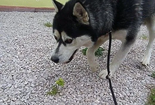 Alaskan malamute,łagodny Agat - ADOPCJA !, małopo