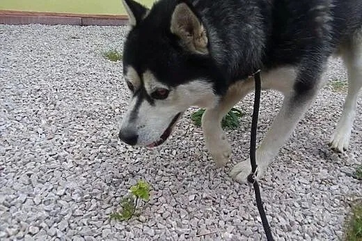 Alaskan malamute,łagodny Agat - ADOPCJA !, małopolskie Kraków