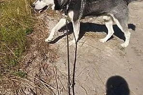 Alaskan malamute,łagodny Agat - ADOPCJA !,  małopo