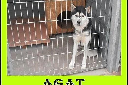 Alaskan malamute,łagodny Agat - ADOPCJA !,  małopo