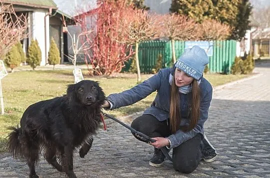 Bercik-pozytywny pies, w typie rasy szwedzki Lapph, Kłomnice