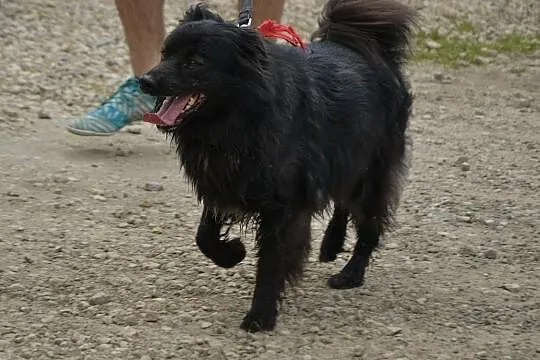 Bercik-pozytywny pies, w typie rasy szwedzki Lapph, Kłomnice