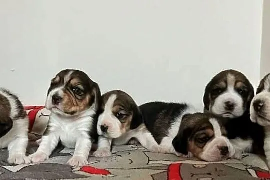 Beagle tricolor ZKwP, Śląskie, Konopiska