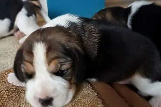 Beagle tricolor ZKwP, Śląskie, Konopiska