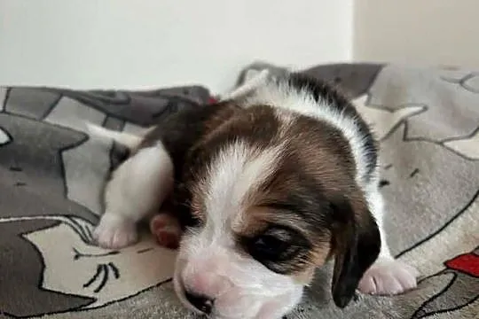 Beagle tricolor ZKwP, Śląskie, Konopiska