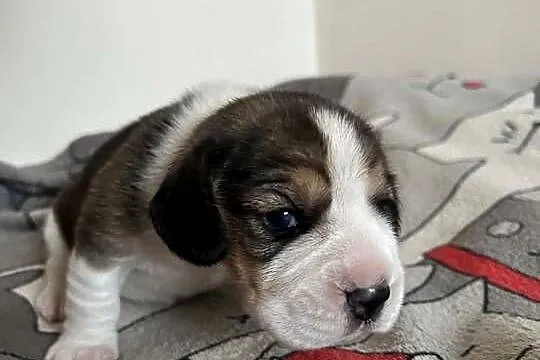 Beagle tricolor ZKwP, Śląskie, Konopiska