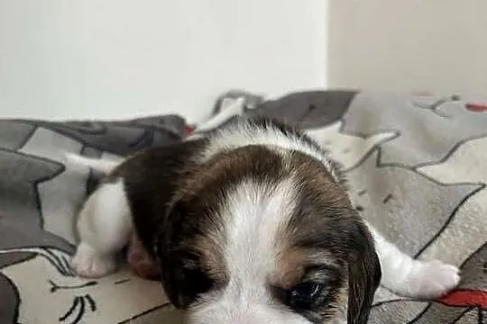 Beagle tricolor ZKwP, Śląskie, Konopiska