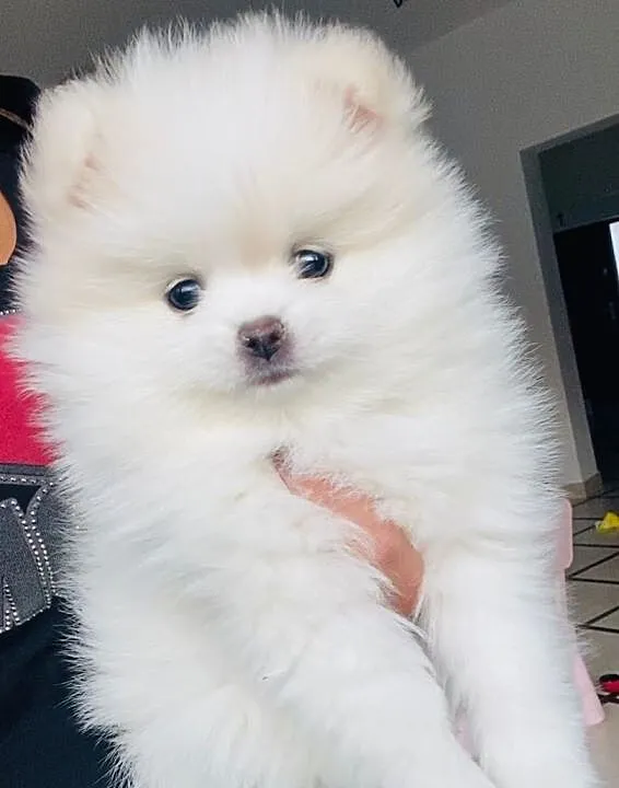 Szpic minaturowy pomeranian Snoopi, Zachodniopomorskie, Szczecin