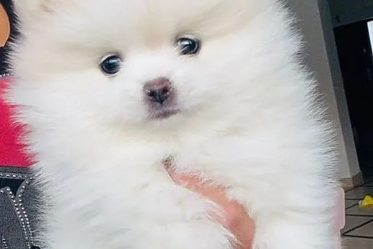 Szpic minaturowy pomeranian Snoopi, Zachodniopomorskie, Szczecin