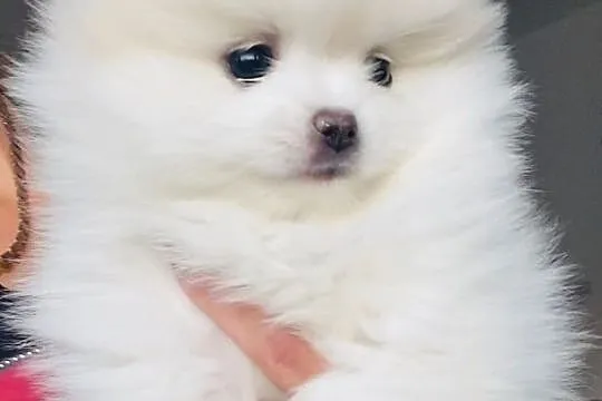 Szpic minaturowy pomeranian Snoopi, Zachodniopomorskie, Szczecin