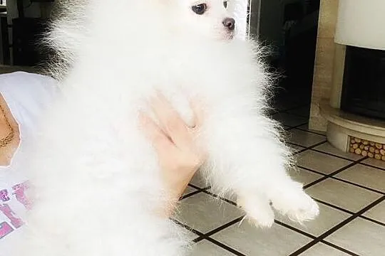 Szpic minaturowy pomeranian Snoopi, Zachodniopomorskie, Szczecin