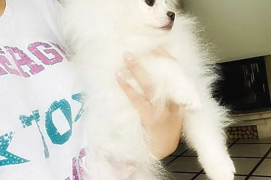 Szpic minaturowy pomeranian Snoopi, Zachodniopomorskie, Szczecin
