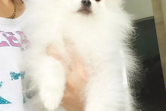Szpic minaturowy pomeranian Snoopi, Zachodniopomorskie, Szczecin