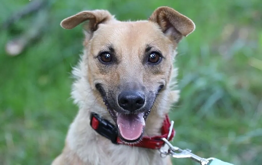 Sarna do adopcji, śląskie Gliwice, Śląskie, Gliwice