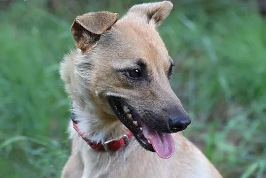 Sarna do adopcji,  śląskie Gliwice, Śląskie, Gliwice