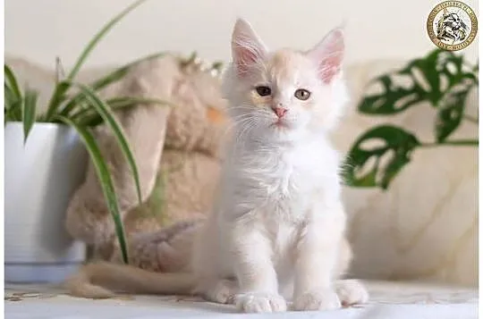 Gienek Iskierka*PL – Wyjątkowy kocur Maine Coon szuka domu