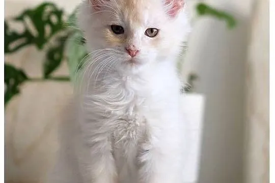 Gienek Iskierka*PL – Wyjątkowy kocur Maine Coon szuka domu, Mazowieckie, Warszawa