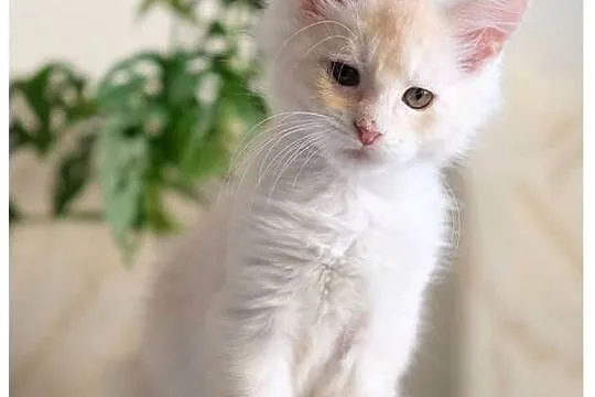 Gienek Iskierka*PL – Wyjątkowy kocur Maine Coon szuka domu, Mazowieckie, Warszawa